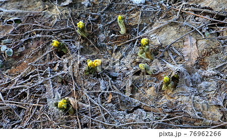 フクジュソウのつぼみに霜が降りた朝　福島県只見町 76962266