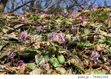 花開くカタクリの群生地 福島県只見町 花開くカタクリの群生地 福島県只見町 76962269