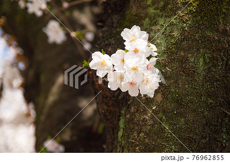 目黒川の桜並木 目黒川の桜並木 76962855