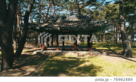 森 公園 木 76962889
