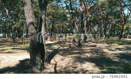森 公園 木 76962891