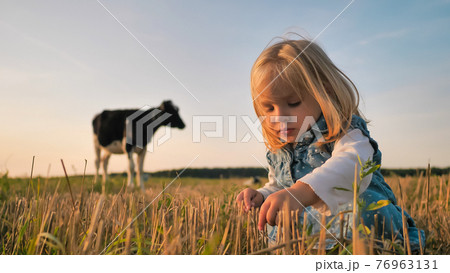 A little girl on the background of a young cow in a field on a warm summer evening. A little girl on the background of a young cow in a field on a warm summer evening. 76963131