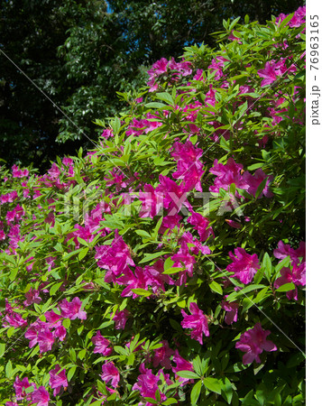 鮮やかに咲くツツジ 76963165