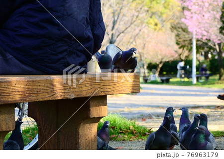 公園でたくさんの鳩に餌をあげる一人の老人の写真素材 [76963179] - PIXTA