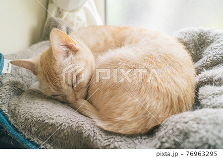 ぐっすり眠る猫 ぐっすり眠る猫 76963295