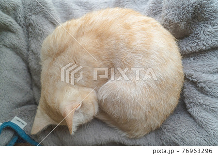 眠る猫 眠る猫 76963296