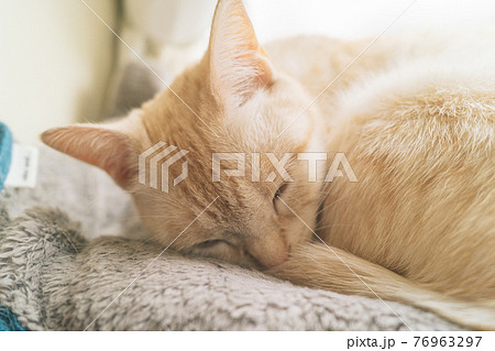 眠る猫 眠る猫 76963297