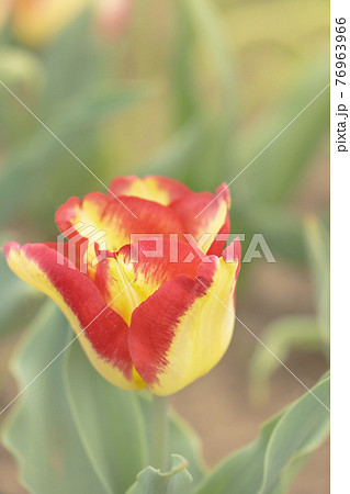 色とりどりに咲き誇るチューリップ 色とりどりに咲き誇るチューリップ 76963966