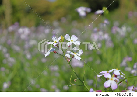 春の草花　ハマダイコン 76963989