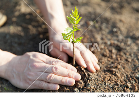 木を植える 木を植える 76964105