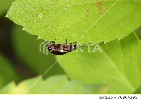 生き物　昆虫　ヒメキマワリモドキ、お腹側もこげ茶色。見事に一色にまとめたいで立ちです 76964395