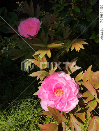 庭に咲く牡丹 76964430