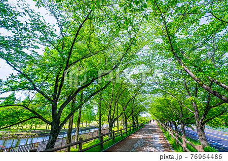 新緑の桜並木 76964486