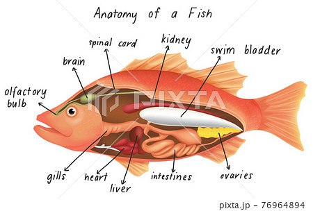 Anatomy Of A Fishのイラスト素材