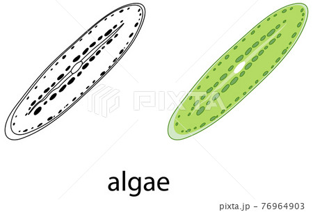 Algae in colour and doodle on white background 76964903