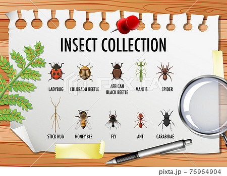 Set of insect collection with stationary elements on the table 76964904