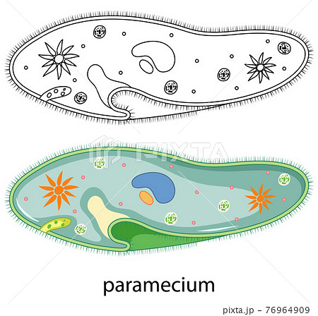 Paramecium in colour and doodle on white background Paramecium in colour and doodle on white background 76964909