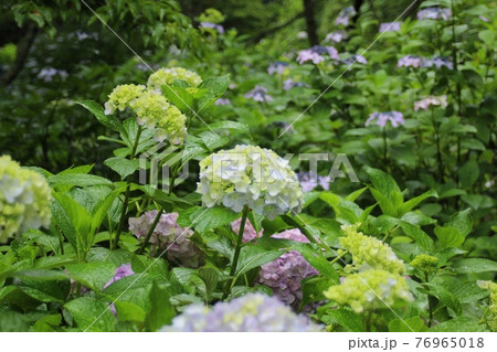 紫陽花の花のアップ 背景も紫陽花 紫陽花の花のアップ 背景も紫陽花 76965018
