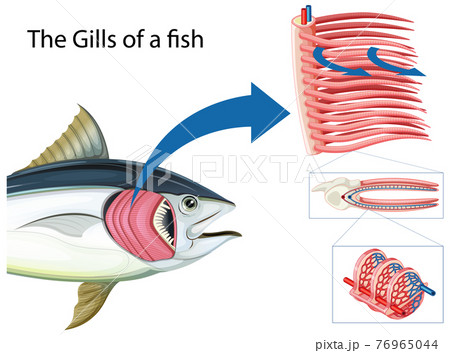 Diagram Showing The Grills Of A Fishのイラスト素材