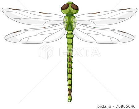 A Green Dragonfly On White Background Stock Illustration