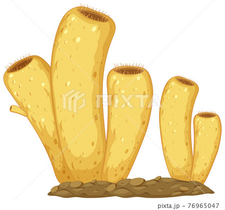 Diagram of sponges structure for biology education Diagram of sponges structure for biology education 76965047