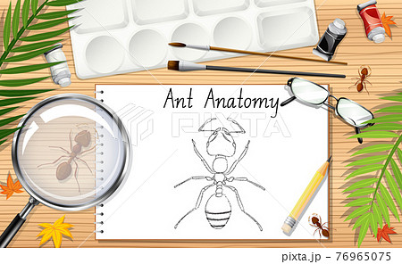A doodle drawing of ant anatomy 76965075