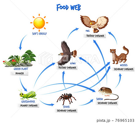 Food chain diagram concept - Stock Illustration [76965103] - PIXTA