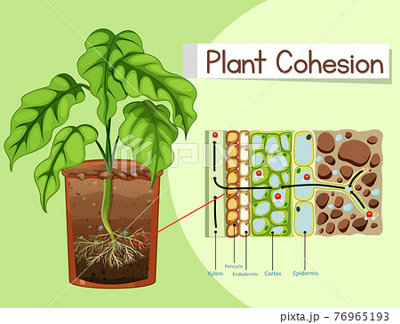 Diagram showing Plant Cohesion Diagram showing Plant Cohesion 76965193