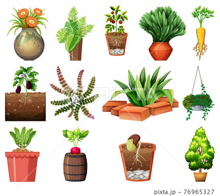 Set of different plants in pots isolated on white background Set of different plants in pots isolated on white background 76965327