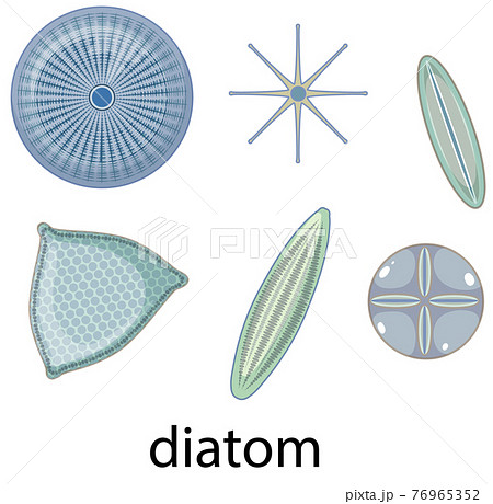 Diatom icons set isolated on white background 76965352