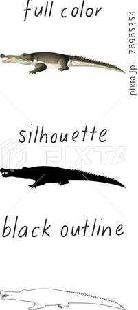Set of alligator in color, silhouette and black outline on white background 76965354