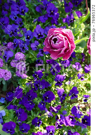 ピンクのバラと紫の花の寄せ植え花壇のある日本の公園の3月と4月の春の風景の写真素材