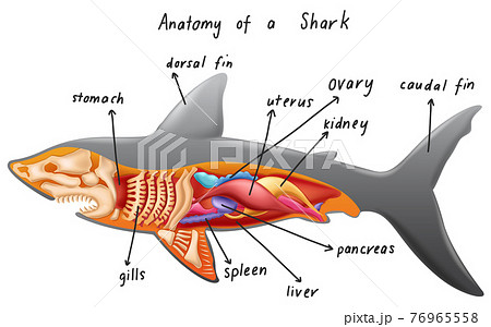 Anatomy Of A Sharkのイラスト素材 Anatomy Of A Sharkのイラスト素材