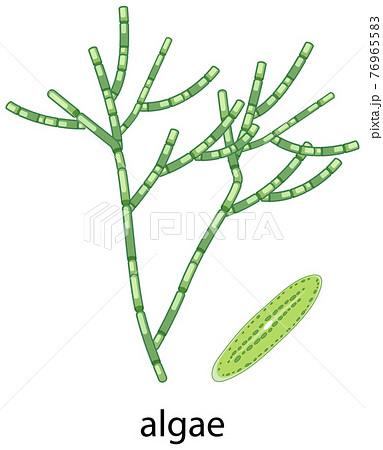 Algae cartoon style on white background 76965583