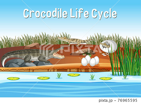 Scene with Crocodile Life Cycle 76965595