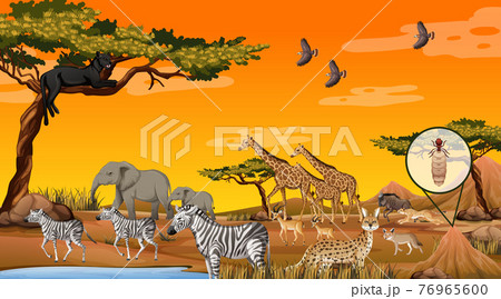 Group of Wild African Animal in the forest scene 76965600