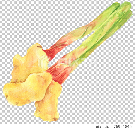 Watercolor_leaf ginger 76965846