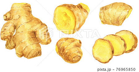 水彩_さまざまな大きさの生姜 76965850