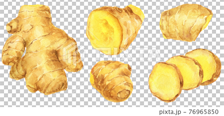 水彩_さまざまな大きさの生姜 76965850