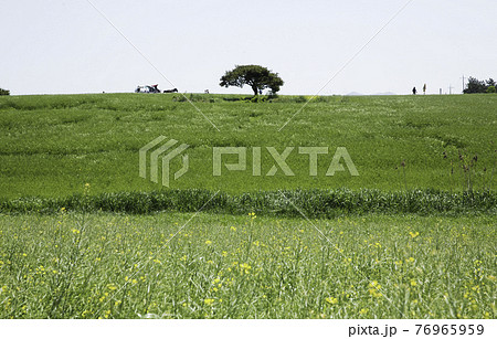 大麦 農場 木 76965959
