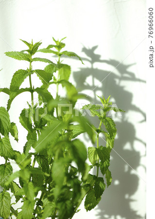 スペアミントとシルエット 76966060