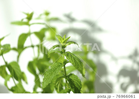 スペアミントとシルエット 76966061
