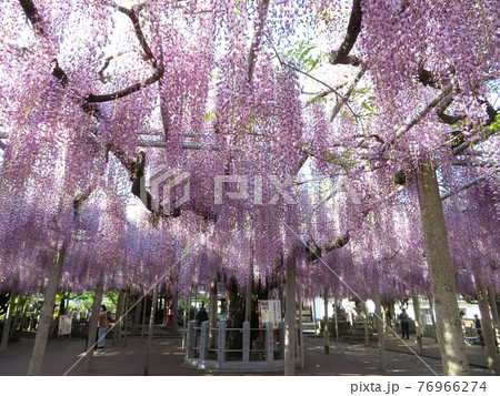 兵庫県宍粟市にある大歳神社の千年藤 兵庫県宍粟市にある大歳神社の千年藤 76966274