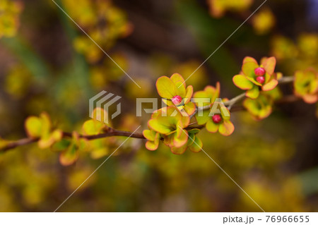 メギの蕾 76966655