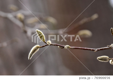 早春のコブシのつぼみの写真素材