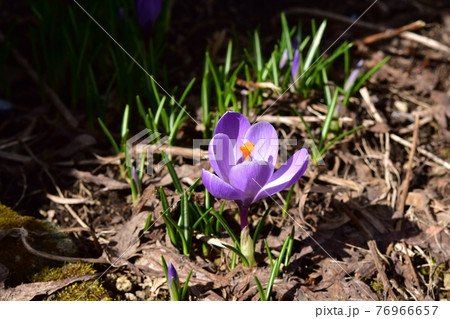 一輪だけ咲いた紫のクロッカス 76966657