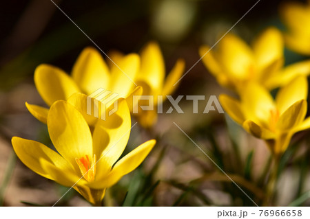黄色いクロッカスのアップ 黄色いクロッカスのアップ 76966658