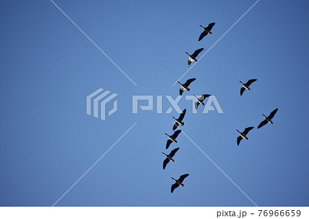 上空を通過するマガンの群れと青空 76966659