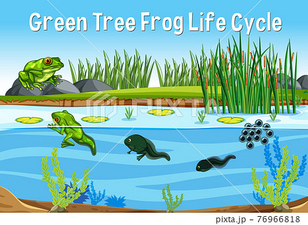 Green Tree Frog Life Cycle Green Tree Frog Life Cycle 76966818
