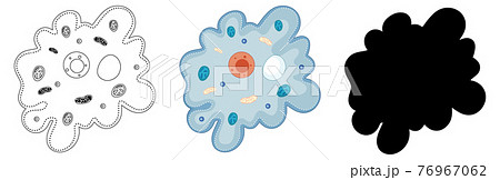 Set of Ameba in silhouette and doodle on white background Set of Ameba in silhouette and doodle on white background 76967062